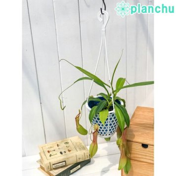 PLANCHU 食虫植物 ネペンテス アラタ アオ 4号吊り鉢 育て方説明書付き Nepenthes alata アラータ ウツボカズラ