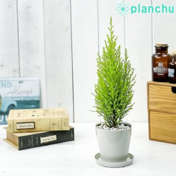 PLANCHU コニファー ゴールドクレスト ウィルマ 3.5号鉢 受け皿付き 育て方説明書付き Cupressus macrocarpa ‘Wilma’ 庭木 植木 針葉樹 クリスマスツリー