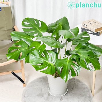PLANCHU 観葉植物 モンステラ 7号鉢 受け皿付き 育て方説明書付き Monstera アロイド