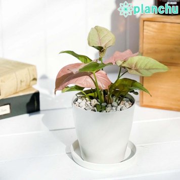 PLANCHU 観葉植物 シンゴニウム ネオン 3.5号鉢 受け皿付き 育て方説明書付き Syngonium podophyllum ‘Neon’ アロイド