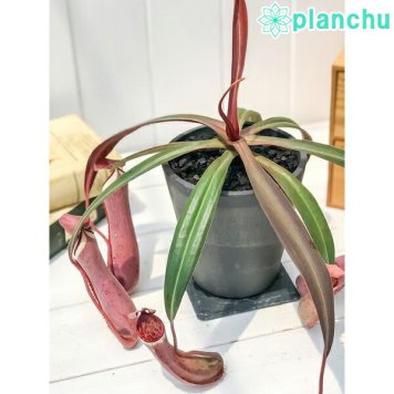 PLANCHU 食虫植物 ネペンテス アルボマルギナータ 4号樹脂鉢 ダークグレー 受け皿付き 育て方説明書付き Nepenthes albomarginata ウツボカズラ