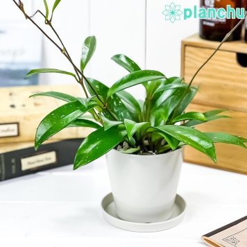 PLANCHU 観葉植物 ホヤ プビカリクス シルバーピンク 3.5号鉢 受け皿付き 育て方説明書付き Hoya pubicalyx ‘Silver Pink’ サクララン 桜蘭