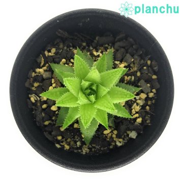 PLANCHU 多肉植物 ハオルチア オキシゴナ IB08842 Langverwacht 2.5号鉢 Haworthia oxygona