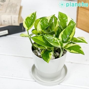 PLANCHU 観葉植物 ポトス エメラルド 3.5号鉢 受け皿付き 育て方説明書付き PVP Epipremnum aureum ‘N'Joy Lime’ エピプレムナム アロイド