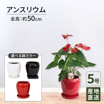 アンスリウム 5号 赤 丸陶器 高さ約65cm 観葉植物