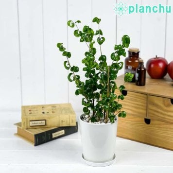 PLANCHU 観葉植物 フィカス ベンジャミン バロック 4号鉢 受け皿付き 育て方説明書付き PVP Ficus benjamina ‘Barok’ 幸運を呼ぶ木 ゴムノキ