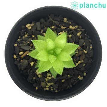 PLANCHU 多肉植物 ハオルチア レティキュラータ ティンカーベル Buitenskloof 2.5号鉢 Haworthia reticulata ‘Tinkerbell’