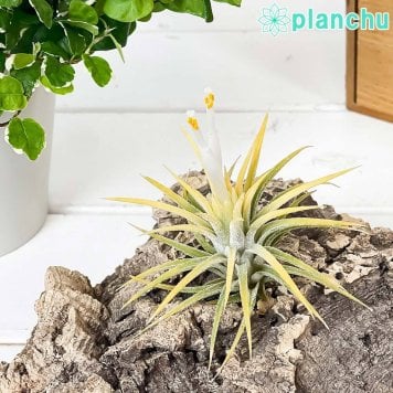 PLANCHU エアプランツ ティランジア イオナンタ 白花 Mサイズ 1株 W6×H6cm前後 育て方説明書付き Tillandsia ionantha cv. エアープランツ チランジア