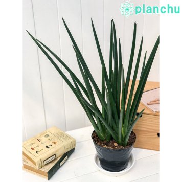 PLANCHU 観葉植物 サンセベリア エリスラエエ 5号ポット 育て方説明書付き Sansevieria erythraeae サンスベリア 多肉植物