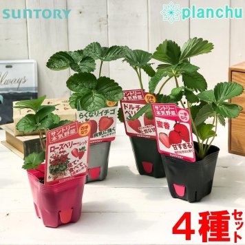 野菜苗 サントリー 本気野菜 イチゴ苗 4種セット 果物 果菜苗 いちご苗 いちご 蜜香 らくなりイチゴ ドルチェベリー ローズベリーレッド