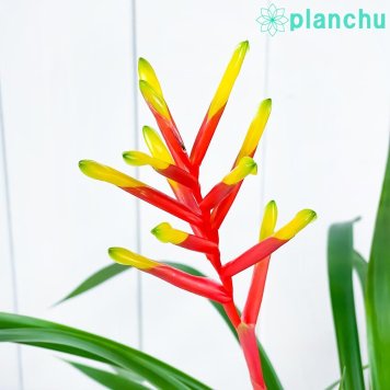 PLANCHU 観葉植物 グズマニア ディッシティフローラ マイヨル 4号鉢 受け皿付き 育て方説明書付き Guzmania dissitiflora ‘Major’ ブロメリア