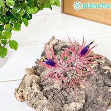 PLANCHU エアプランツ ティランジア イオナンタ ハムエムラ クランプ 1株 W7×H7cm前後 育て方説明書付き Tillandsia ionantha ‘Hamuemula’ エアープランツ チランジア
