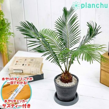 PLANCHU 観葉植物 ソテツ 4号樹脂鉢 ミディダークグレー サスティー付き 受け皿付き 育て方説明書付き Cycas revoluta 蘇鉄 生きた化石
