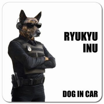 名入れ可 Ryukyu Inu 琉球犬 カーサイン 車 マグネット 強力 13x13cm 正方形 セキュリティガード風 ちょい悪 マグネットステッカー 犬 安全対策 煽り運転 屋外 防水 屋内