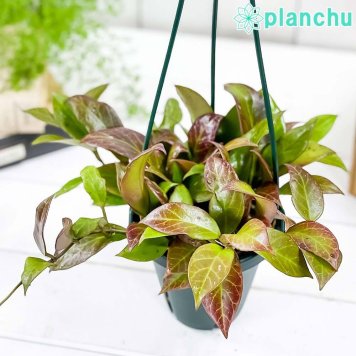 PLANCHU 観葉植物 ホヤ オブスクラ 4号吊り鉢 育て方説明書付き Hoya obscura サクララン 桜蘭