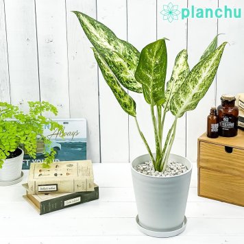 PLANCHU 観葉植物 アグラオネマ プセウドブラクテアツム 5号鉢 受け皿付き 育て方説明書付き Aglaonema ‘Pseudo-bracteatum’ 幸せを招くタイの宝石 アロイド