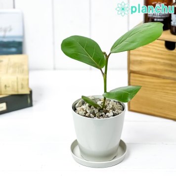 PLANCHU 観葉植物 ココロバ シーグレープ 3.5号鉢 受け皿付き 育て方説明書付き Coccoloba uvifera ハマベブドウ