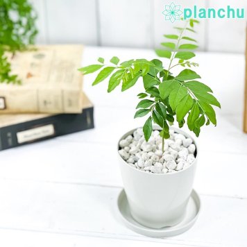 PLANCHU 熱帯花木 ムラヤ カレーの木 3.5号鉢 受け皿付き 育て方説明書付き Murraya koenigii カレーリーフ カレーノキ ハーブ苗