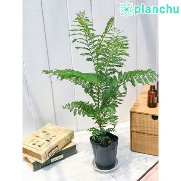 PLANCHU 観葉植物 ジャカランダ ミモシフォリア 3.5号鉢 受け皿付き 育て方説明書付き Jacaranda mimosifolia 熱帯花木 世界三大花木 紫雲木