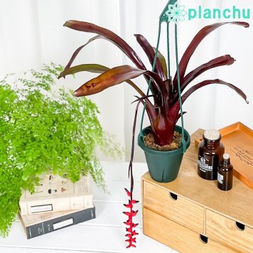 PLANCHU 観葉植物 エクメア フォスターズフェイバリット 4号吊り鉢 育て方説明書付き Aechmea ‘Foster's Favorite’ ブロメリア タンクブロメリア