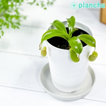 PLANCHU 食虫植物 ネペンテス アラタ 3号鉢 受け皿付き 育て方説明書付き Nepenthes alata アラータ ウツボカズラ