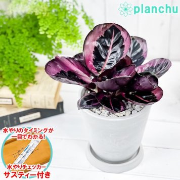 PLANCHU 観葉植物 カラテア レッドモジョ 5号樹脂鉢 サスティー付き 受け皿付き 育て方説明書付き Calathea ‘Red Mojo’ ピンクスター