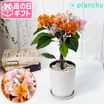 PLANCHU 母の日ギフト ブーゲンビレア オレンジパフェ ブーケ仕立て 4号鉢 受け皿付き 育て方説明書付き PVP
