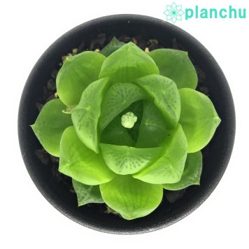 PLANCHU 多肉植物 ハオルチア シンビフォルミス var. オブツーサ Alicedale SW MNB6847 2.5号鉢 Haworthia cymbiformis var. obtusa