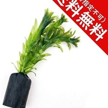 PLANCHU 水草 アナカリス 備長炭ポット植え 1個