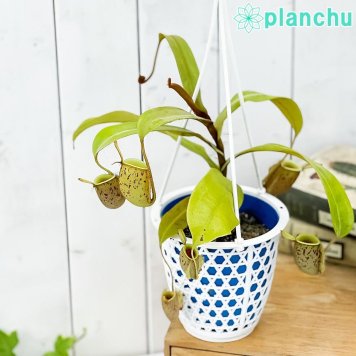 PLANCHU 食虫植物 ネペンテス アンプラリア スポットタイプ 4号吊り鉢 育て方説明書付き Nepenthes ampullaria ウツボカズラ