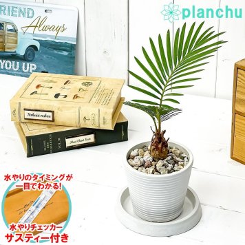 PLANCHU 観葉植物 ソテツ 3.5号樹脂鉢 ミディホワイト サスティー付き 受け皿付き 育て方説明書付き Cycas revoluta 蘇鉄 生きた化石