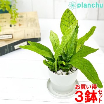 観葉植物 ミクロソリウム クロコダイルファーン 3.5号鉢 3鉢セット 受け皿付き 育て方説明書付き Microsorum musifolium ‘Crocodyllus’ シダ