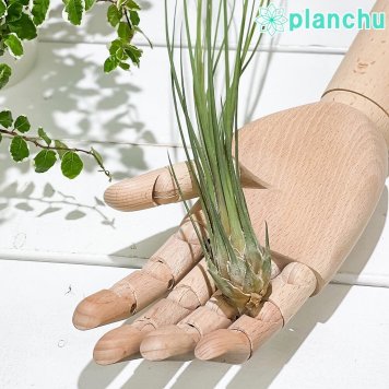 PLANCHU エアプランツ ティランジア ディスティカ 1株 W5×H35cm前後 育て方説明書付き Tillandsia disticha エアープランツ チランジア