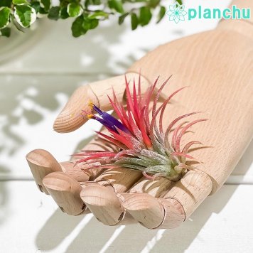 PLANCHU エアプランツ ティランジア イオナンタ Mサイズ 1株 W5×H5cm前後 育て方説明書付き Tillandsia ionantha エアープランツ チランジア