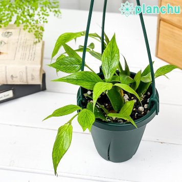 PLANCHU 観葉植物 ホヤ ポリネウラ 4号吊り鉢 育て方説明書付き Hoya polyneura サクララン 桜蘭