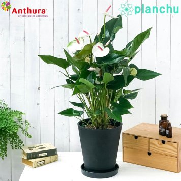 PLANCHU 観葉植物 アンスリウム ビューティーホワイト 8号鉢 受け皿付き 育て方説明書付き Anthurium andraeanum ‘Beauty White’ アンスリューム アロイド 鉢花 ホワイト系