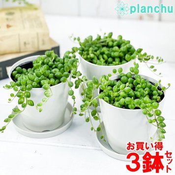 多肉植物 グリーンネックレス 3.5号鉢 3鉢セット 受け皿付き 育て方説明書付き Curio rowleyanus クリオ ミドリノスズ 緑の鈴 観葉植物