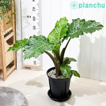 PLANCHU 観葉植物 アロカシア ローライダー 8号スリット鉢 受け皿付き 育て方説明書付き PVP Alocasia ‘Low Rider’ アロイド