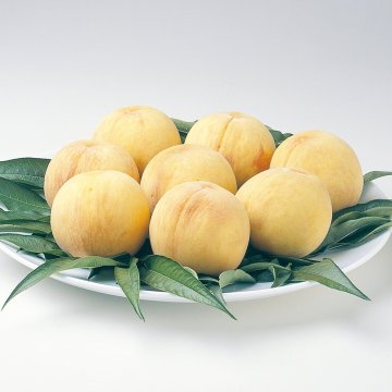 黄金桃 8玉 ※8月下旬～9月上旬お届け【送料無料】_GM212-080__フルーツ/果物/お中元