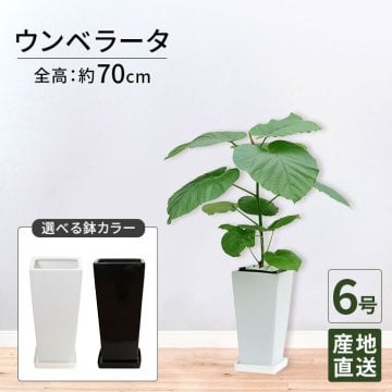 ウンベラータ 6号 角高陶器 高さ約70cm 観葉植物