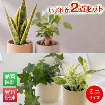 選べる 観葉植物 ポトス & アイビー ガジュマル &サンスベリア お試し 2点 セット 鉢付き 3号 ミニサイズ 幸運の木 風水 インテリア 室内 オシャレ 70代 あす楽 翌日配送  オフィス 開店祝い 結婚式 新築祝い 就職祝い 開業祝い