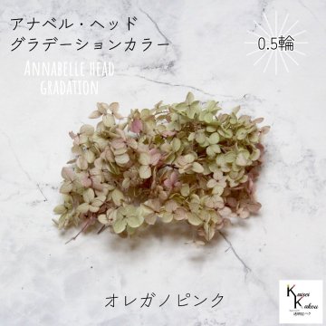 宅急便で発送 大地農園！プリザーブドフラワー 「ソフトアナベルアジサイ （グラデーション） オレガノピンク 0.5輪分」 プリザ アジサイ 紫陽花 花材 ハーバリウム おしゃれ かわいい プレゼント 贈り物 オオチノウエン アナベルアジサイ・ヘッド