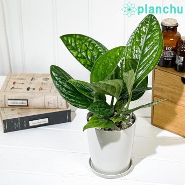 PLANCHU 観葉植物 モンステラ ジェイドシャトルコック 4号鉢 受け皿付き 育て方説明書付き Monstera karsteniana ‘Jade Shuttlecock’ アロイド