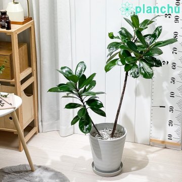 PLANCHU 観葉植物 フィカス キアティスティプラ 8号鉢 受け皿付き 育て方説明書付き Ficus cyathistipula ゴムノキ レア品種 大株 大鉢 充実株