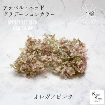 宅急便で発送 大地農園！プリザーブドフラワー 「ソフトアナベルアジサイ （グラデーション） オレガノピンク 1輪分」 プリザ アジサイ 紫陽花 花材 ハーバリウム おしゃれ かわいい プレゼント 贈り物 オオチノウエン アナベルアジサイ・ヘッド