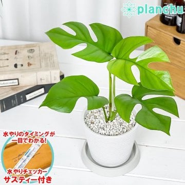 PLANCHU 観葉植物 ヒメモンステラ 4号樹脂鉢 ミディホワイト サスティー付き 受け皿付き 育て方説明書付き Rhaphidophora tetrasperma ラフィドフォラ モンステラ