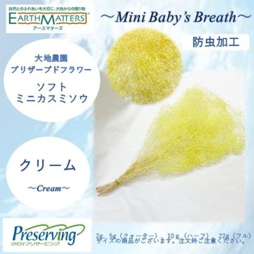 大地農園！プリザーブドフラワー　「2g ソフトミニカスミ草 クリーム」プリザ　カスミソウ　カスミ草　 花材 ハーバリウム おしゃれ かわいい プレゼント 贈り物　オオチノウエン