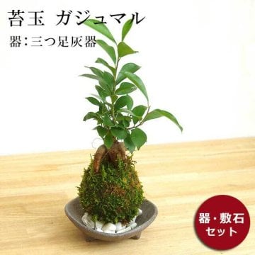 苔玉 ガジュマル 縁起良い 幸運の木 ユニーク 人気 沖縄  ガジュマルの苔玉・三つ足灰器セット 苔 こけ コケ コケダマ こけ玉