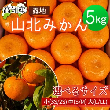 みかん 山北みかん 高知産 約5kg 蜜柑 温州みかん 露地みかん 5キロ 小玉 小粒 みかん 中玉 大玉 サイズ 果物 旬 ミカン 家庭用 甘くておいしい 高知県産 産地直送 産直 農家さんの手詰めミカン やみつきになる山北みかん【送料無料】[ヤマト発送]