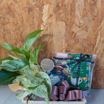 観葉植物 癒しセット ポトス ３号 プレゼント お礼 お祝い プチギフト スタバドリップコーヒー 母の日 退職 お礼 ハンカチ お菓子 挨拶 結婚 ギフト 人気 男性 女性 イベント 気持ち お返し プレゼント 卒業 珈琲誕生日 退職  コーヒー タオル お菓子 